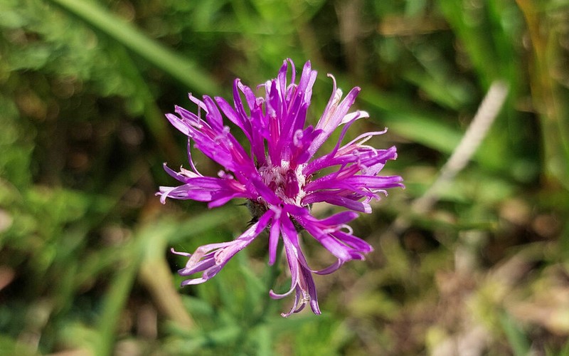 Lessingianthus brevifolius photo 7