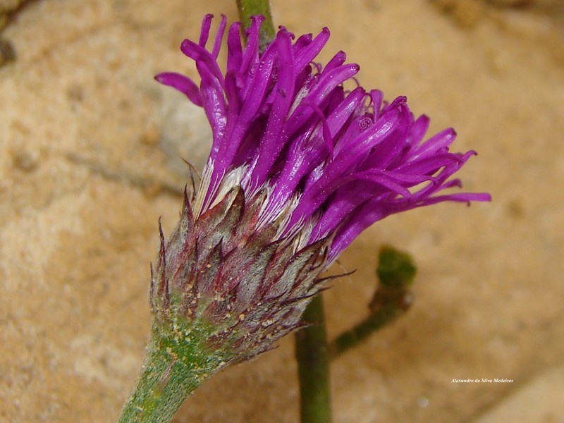 Lessingianthus brevifolius photo 8