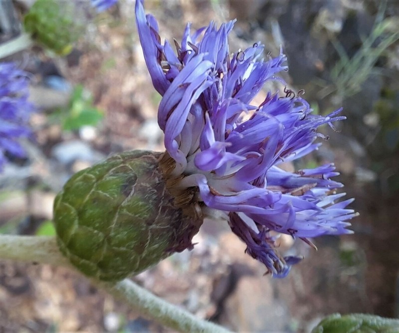 Lessingianthus buddleiifolius