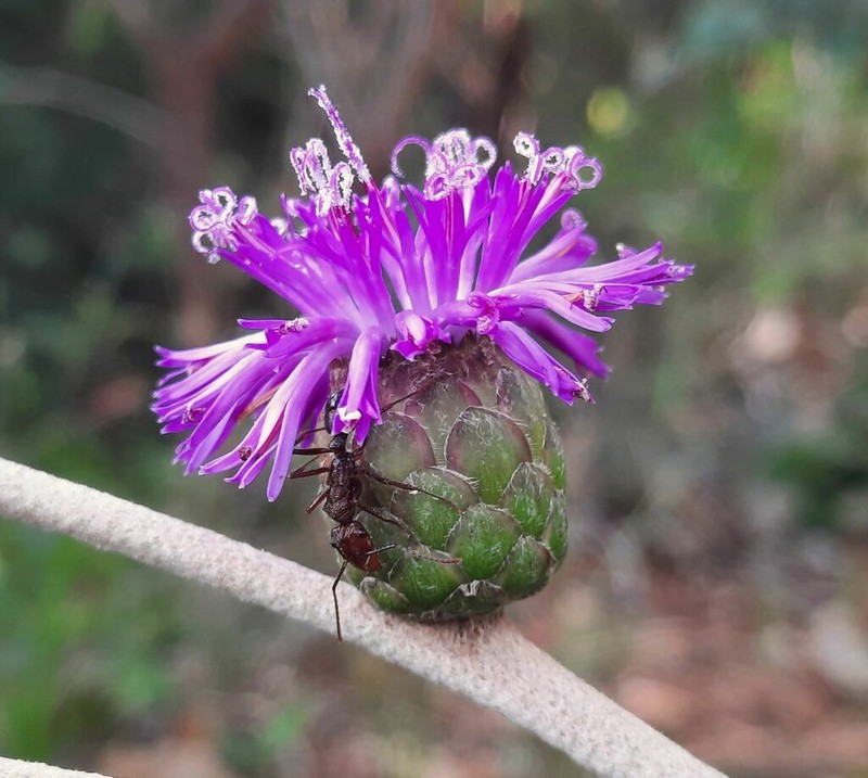 Lessingianthus buddleiifolius photo 3