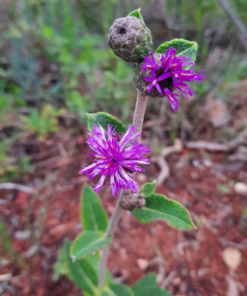 Lessingianthus buddleiifolius photo 5
