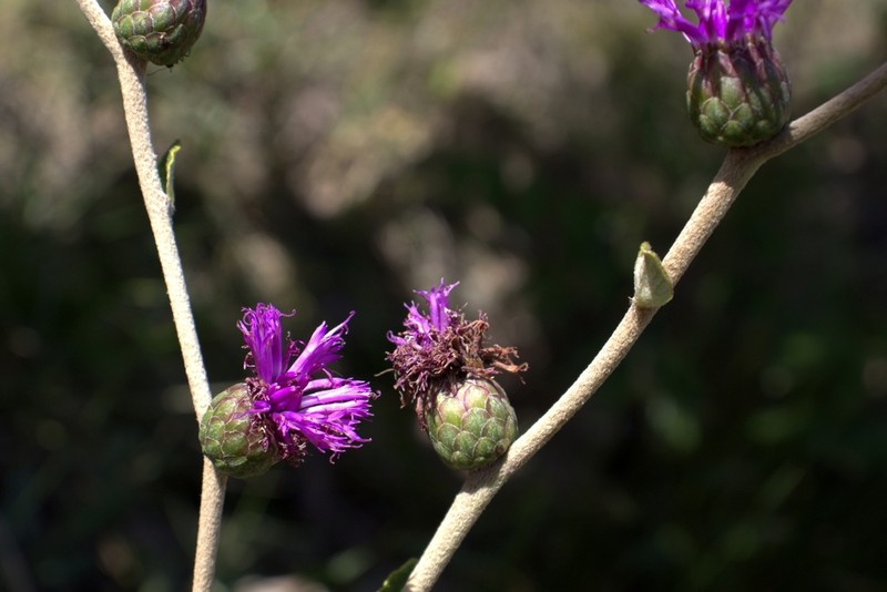 Lessingianthus buddleiifolius photo 6