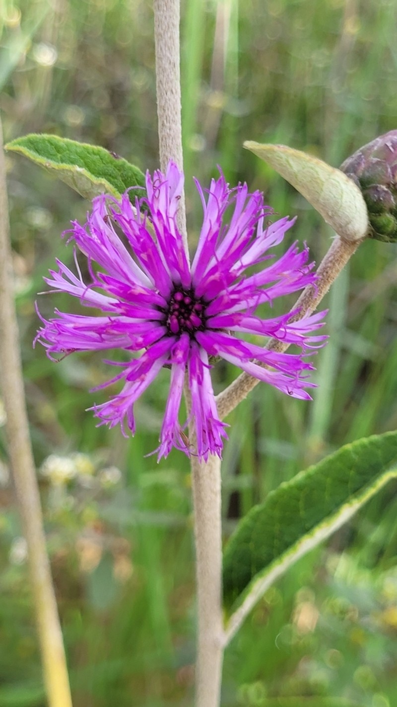 Lessingianthus buddleiifolius photo 7