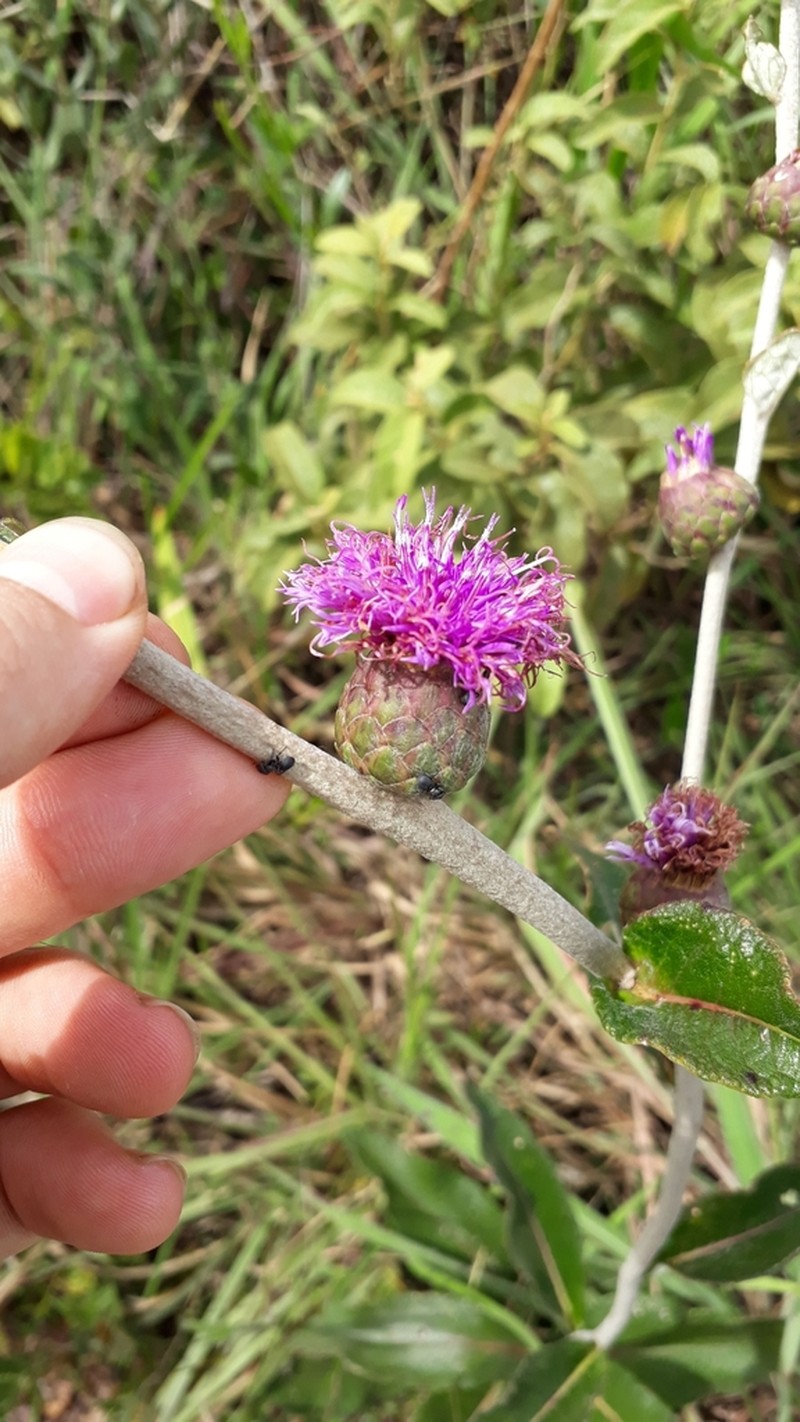 Lessingianthus buddleiifolius photo 8