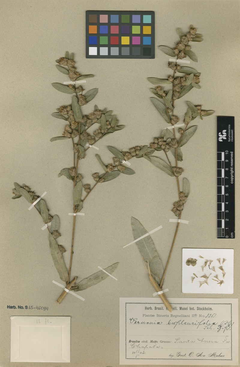 Lessingianthus bupleurifolius