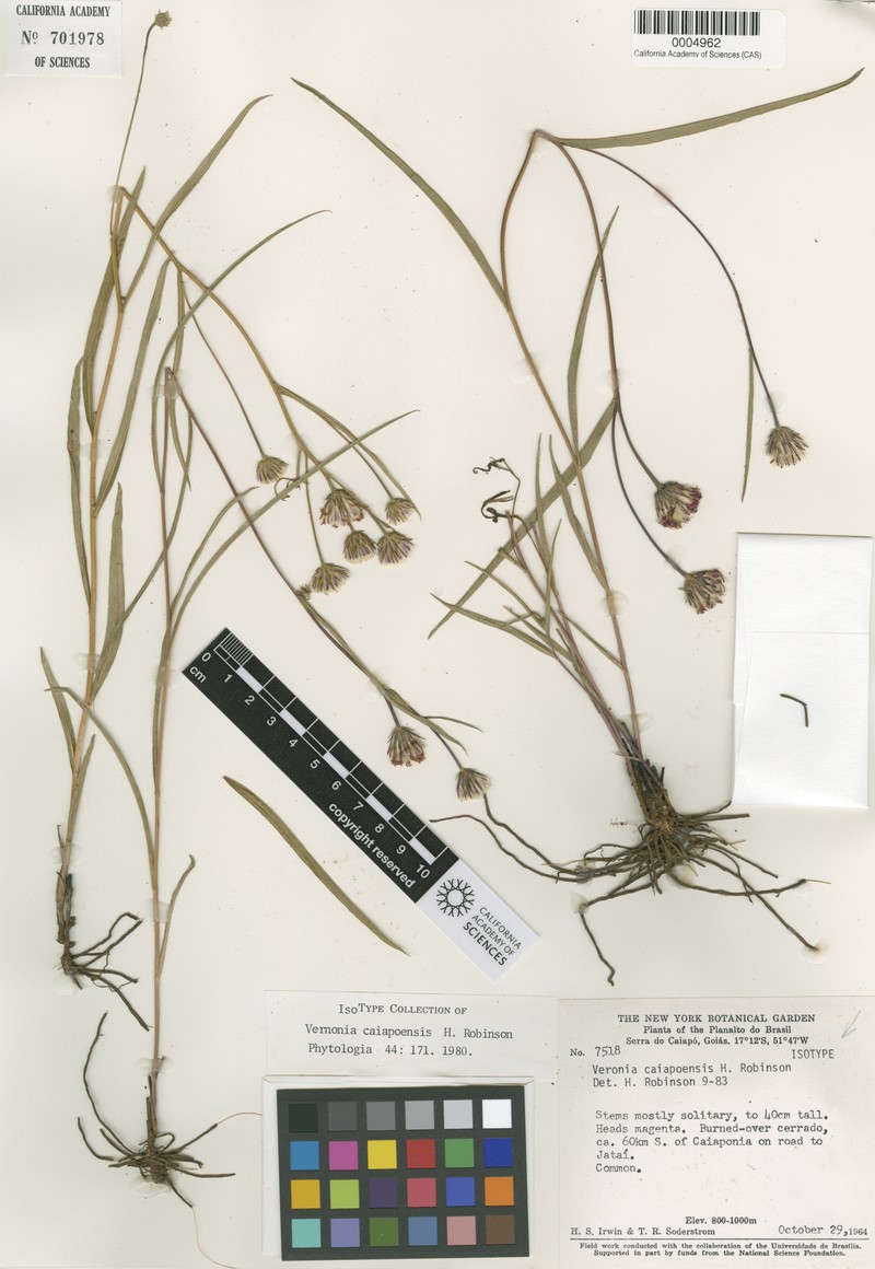 Lessingianthus caiapoensis