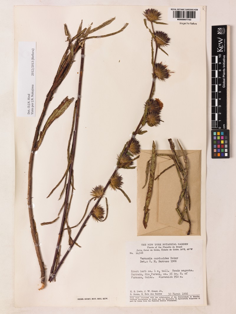 Lessingianthus carduoides