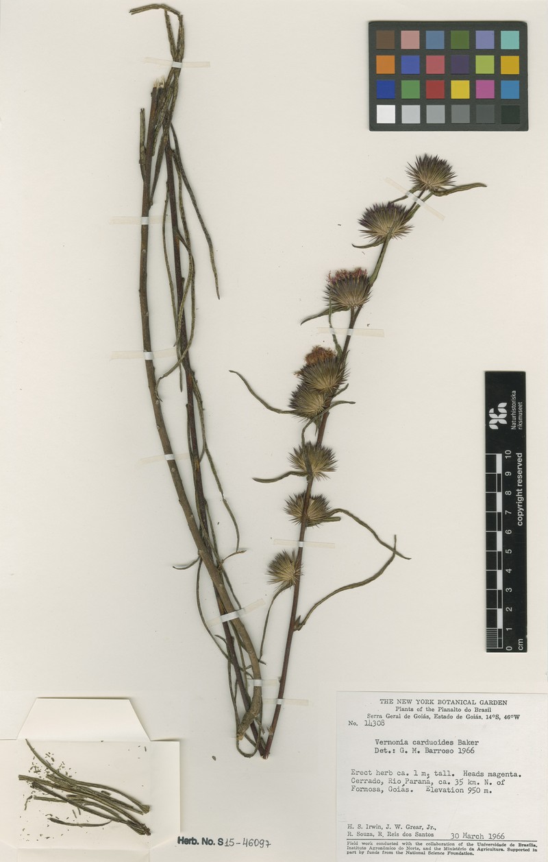 Lessingianthus carduoides photo 2