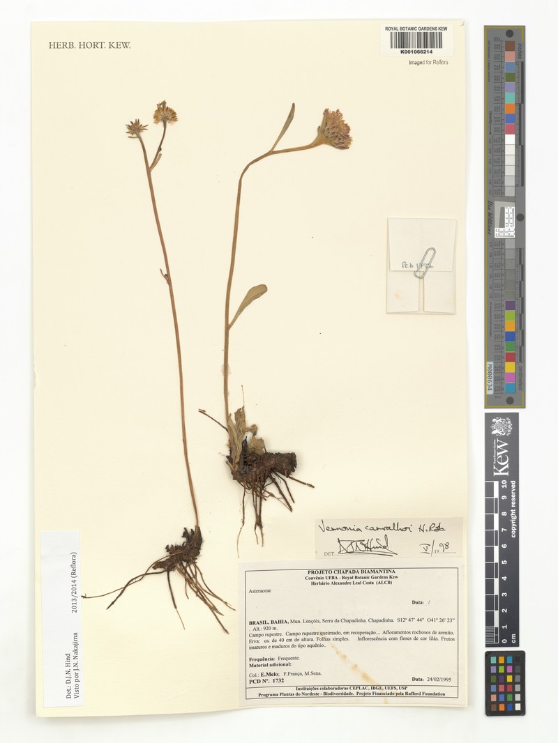 Lessingianthus carvalhoi
