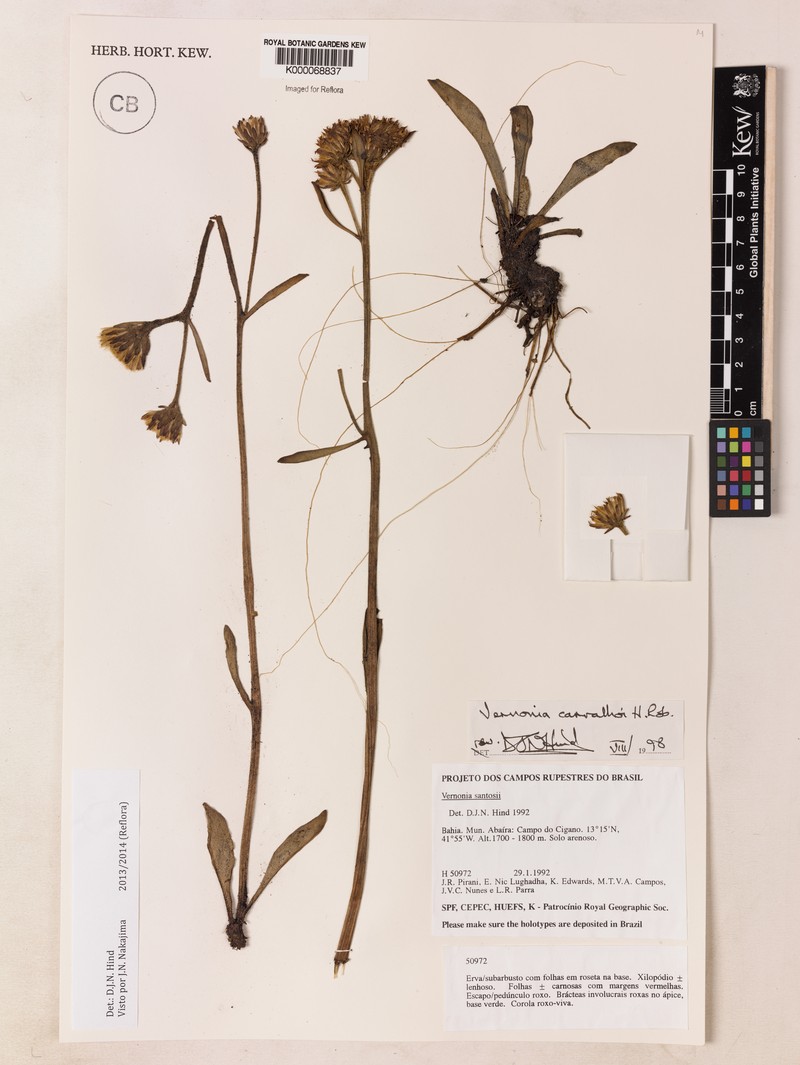 Lessingianthus carvalhoi photo 2