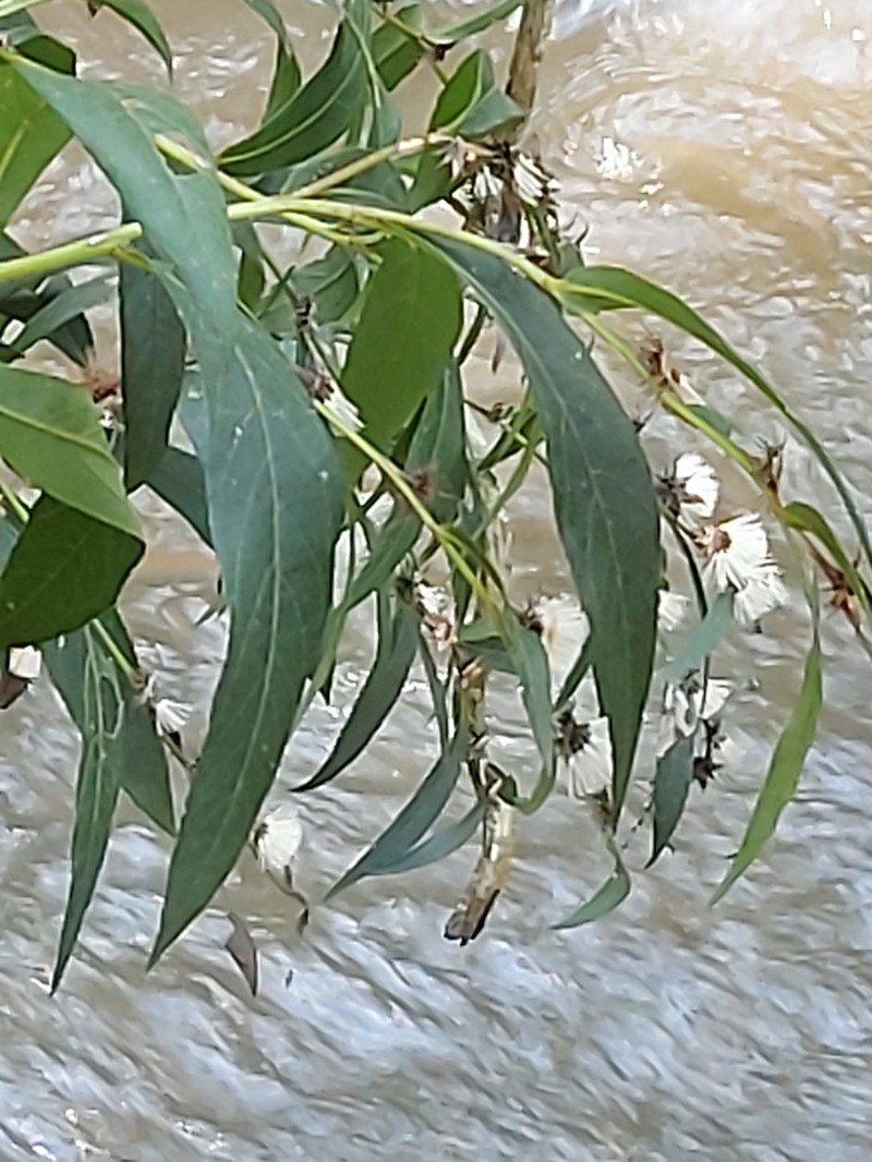 Lessingianthus cataractarum