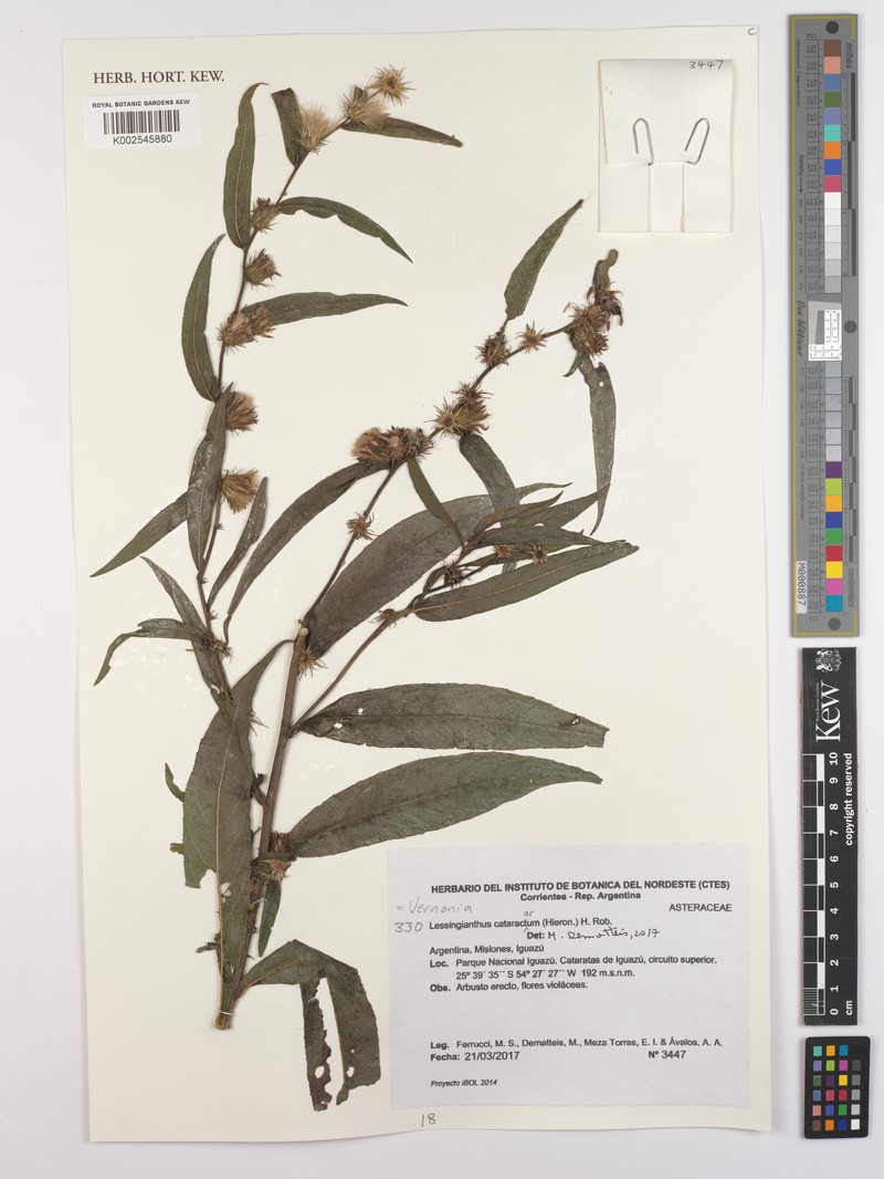 Lessingianthus cataractarum photo 2