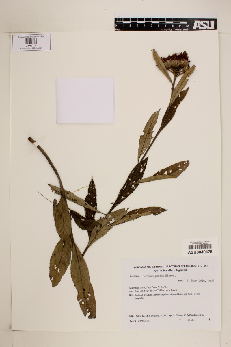 Lessingianthus centauropsideus