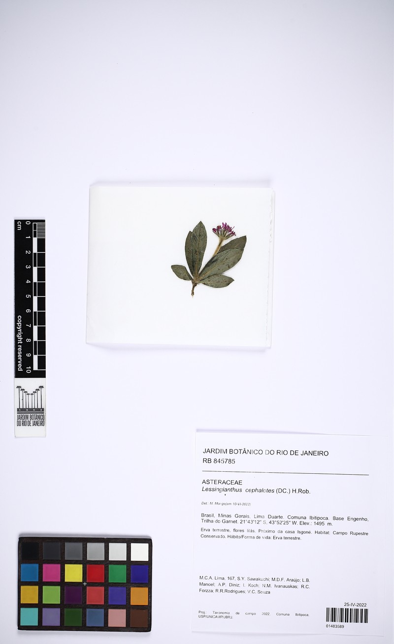 Lessingianthus cephalotes