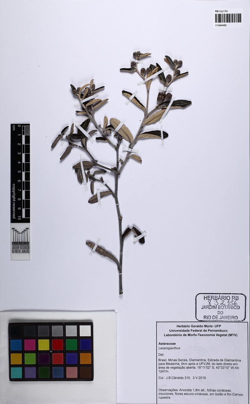 Lessingianthus clavatus