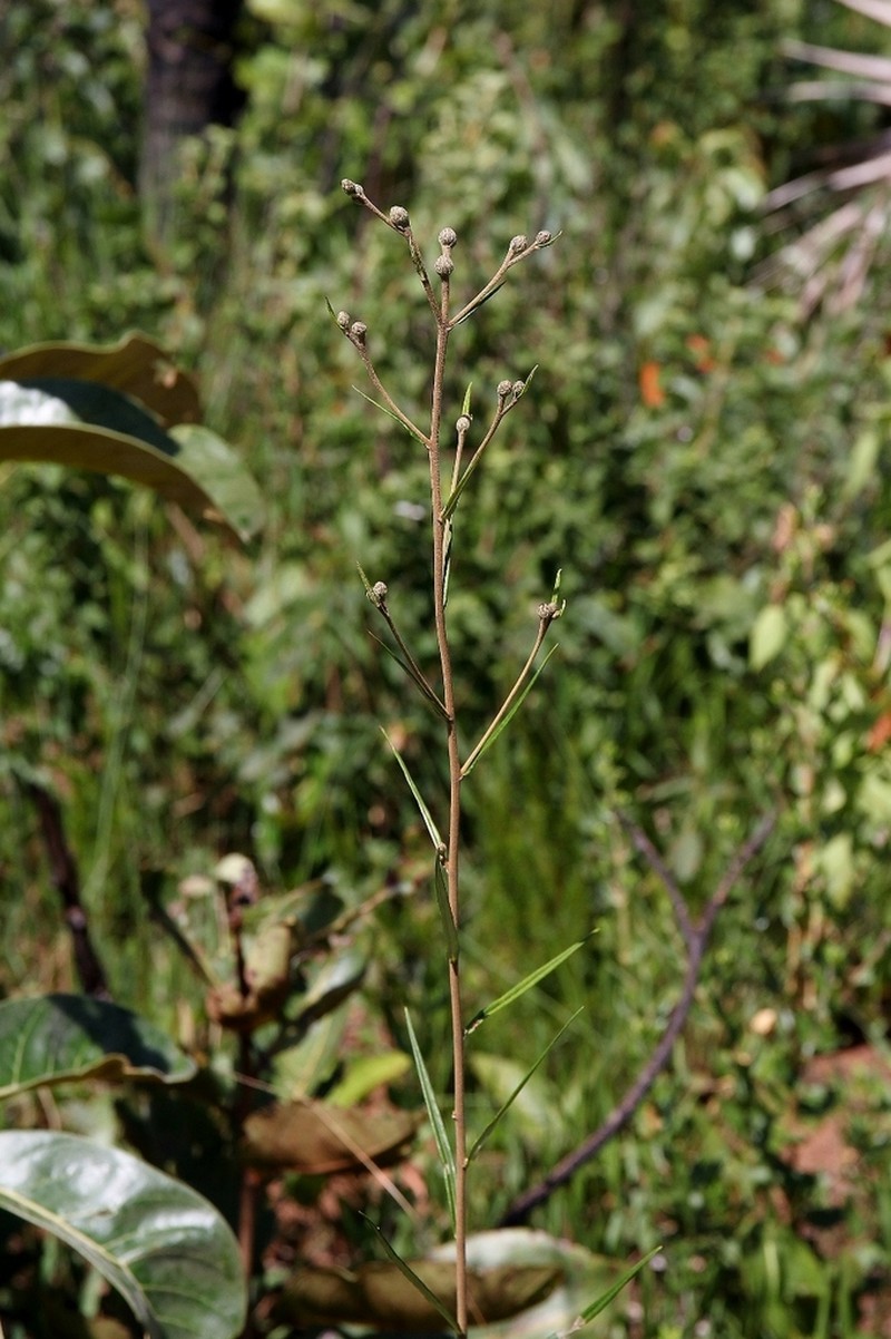 Lessingianthus compactiflorus