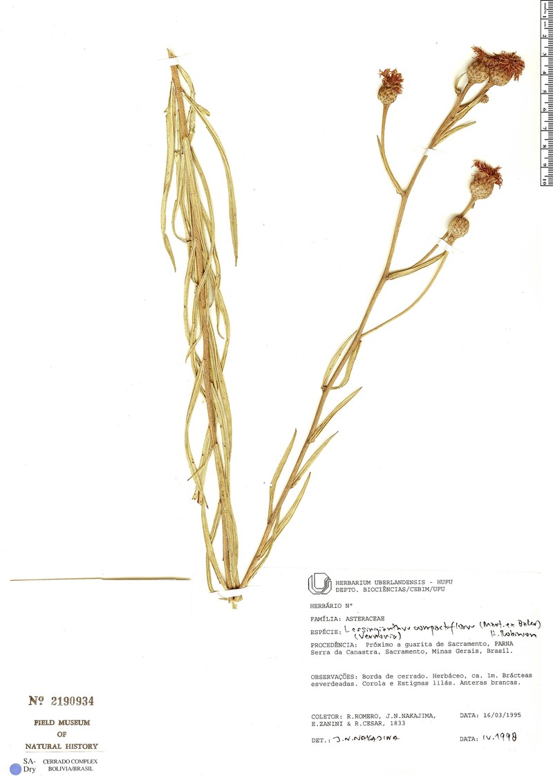 Lessingianthus compactiflorus photo 3
