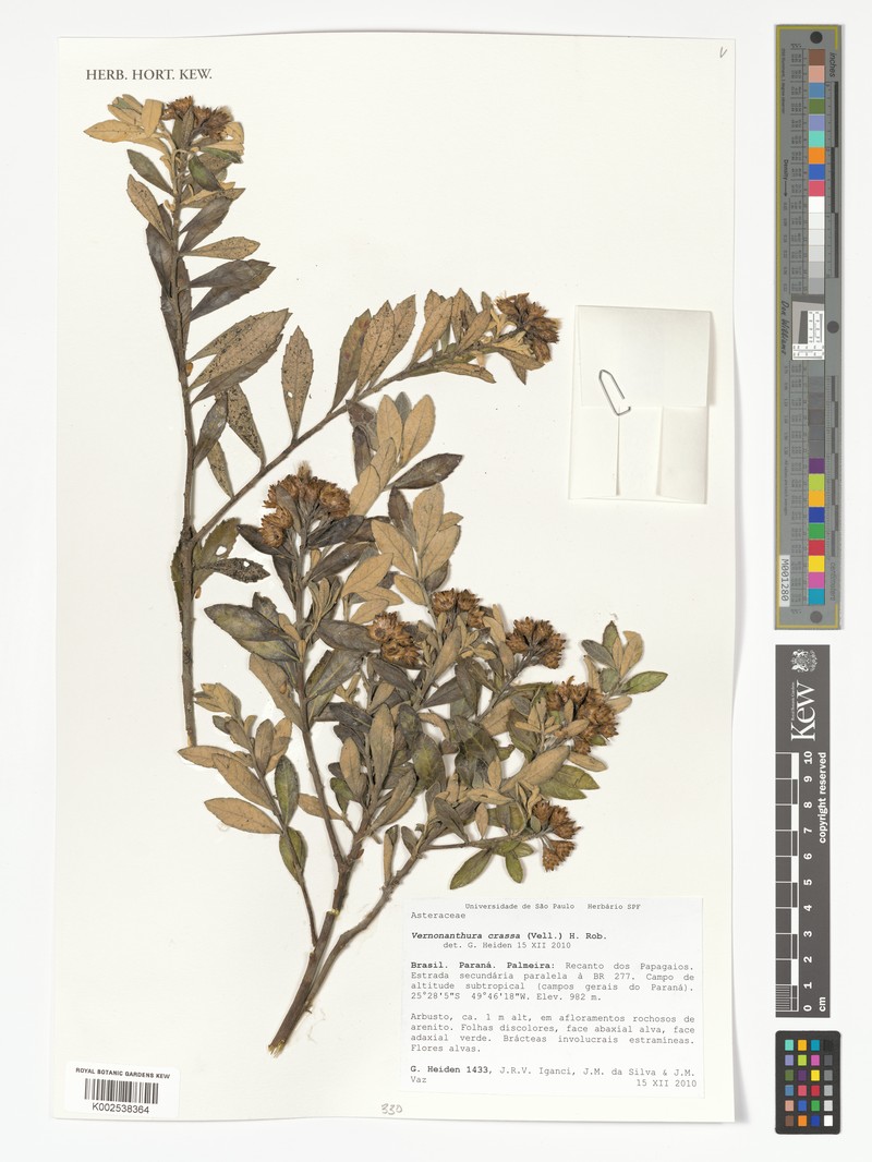 Lessingianthus constrictus
