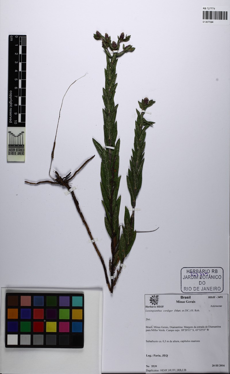 Lessingianthus cordiger