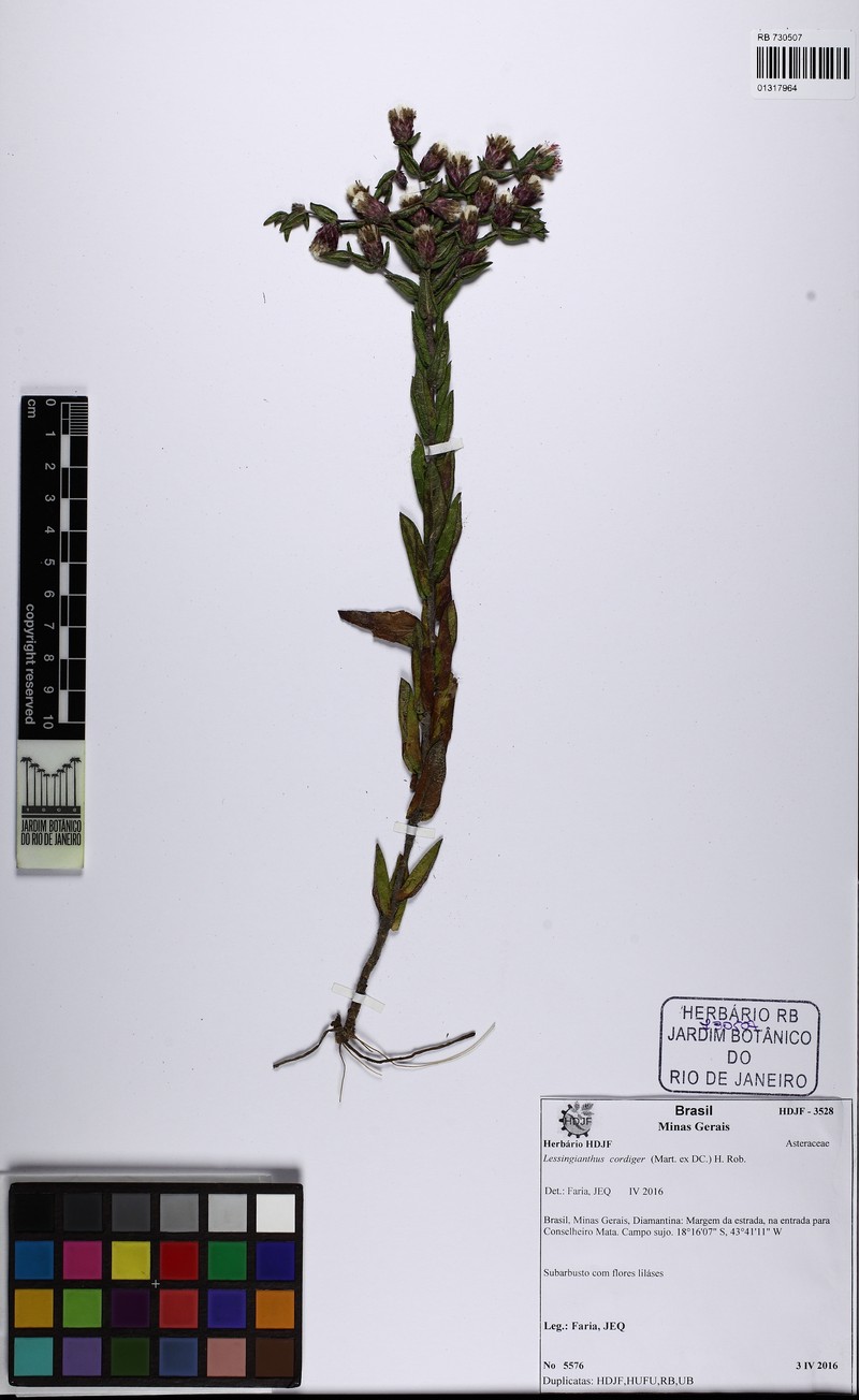 Lessingianthus cordiger photo 2