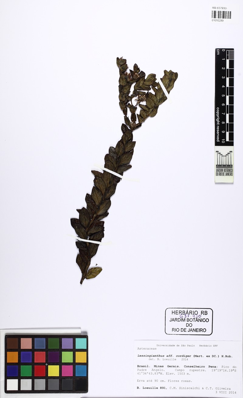 Lessingianthus cordiger photo 3