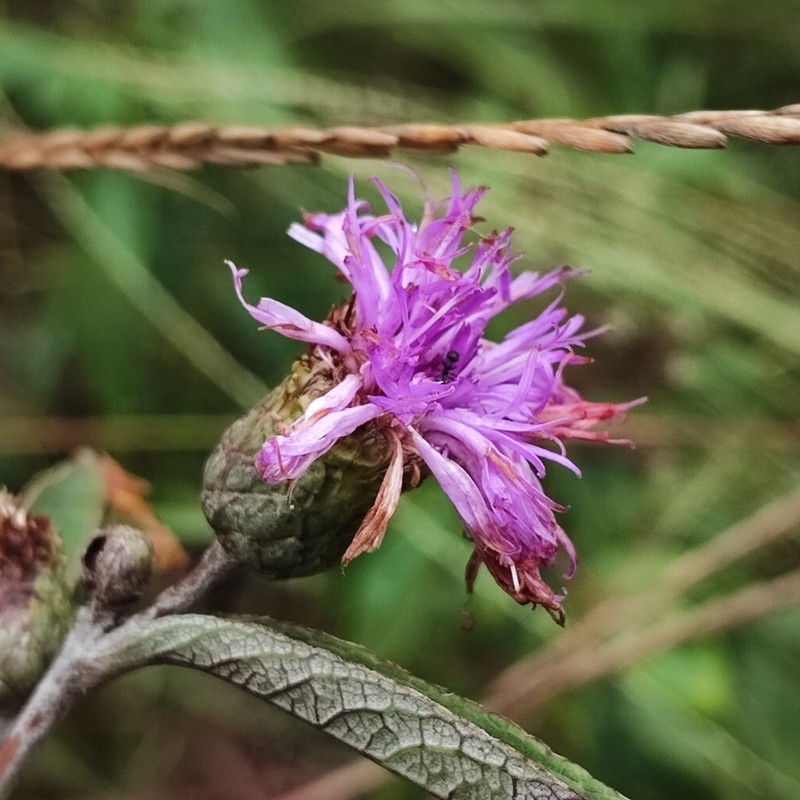 Lessingianthus coriaceus