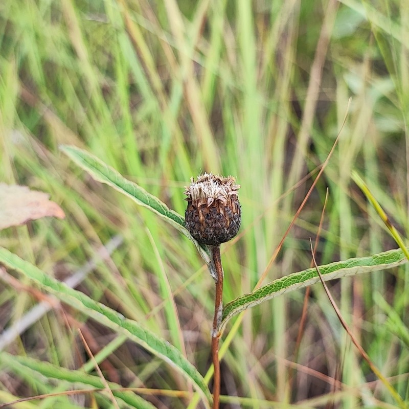 Lessingianthus coriaceus photo 2