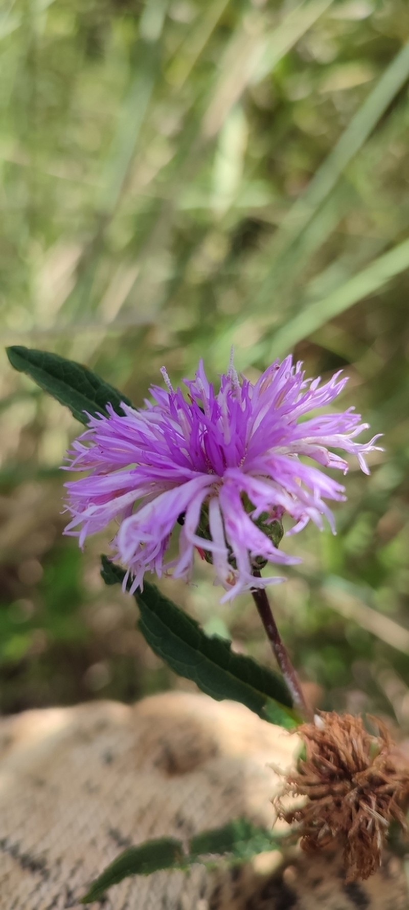 Lessingianthus coriaceus photo 3