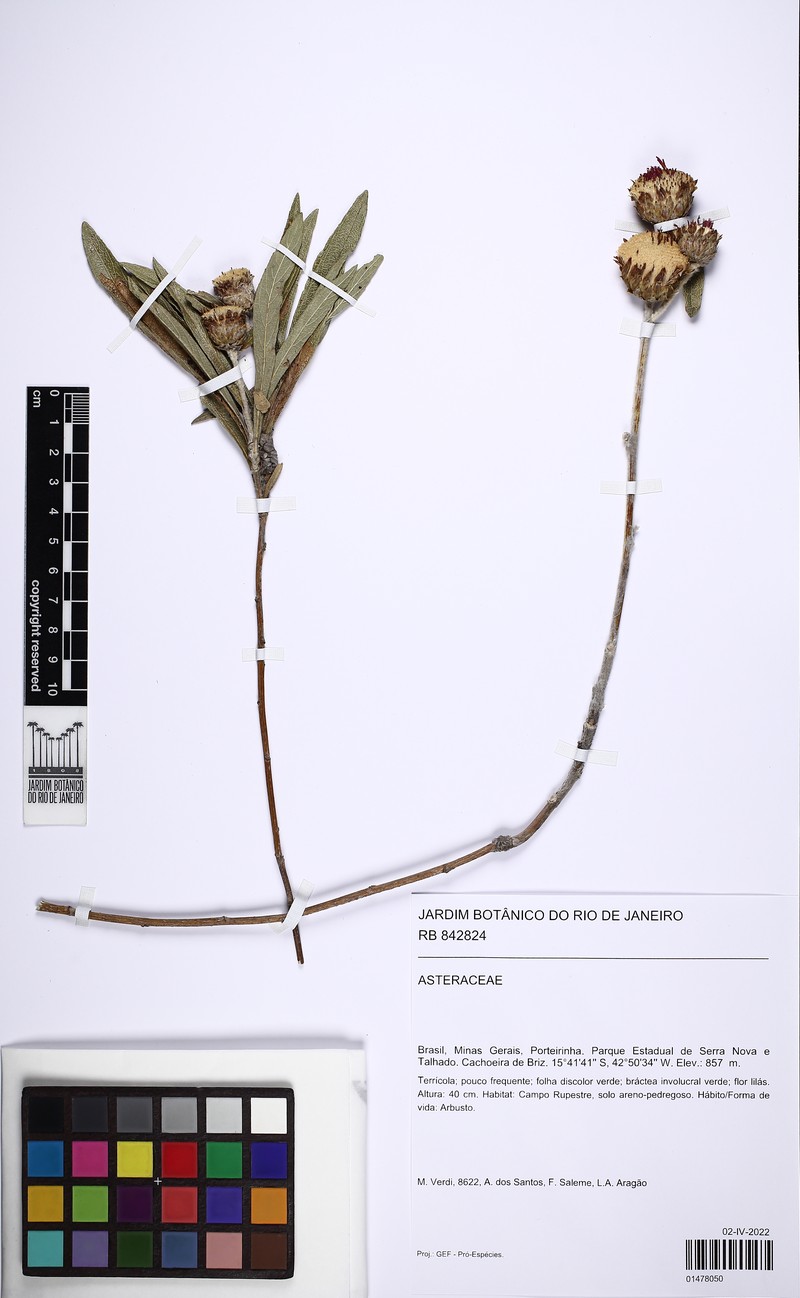 Lessingianthus coriaceus photo 8
