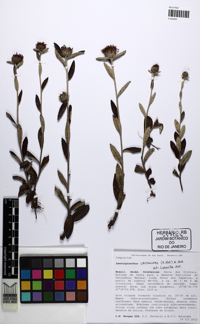 Lessingianthus cristalinae