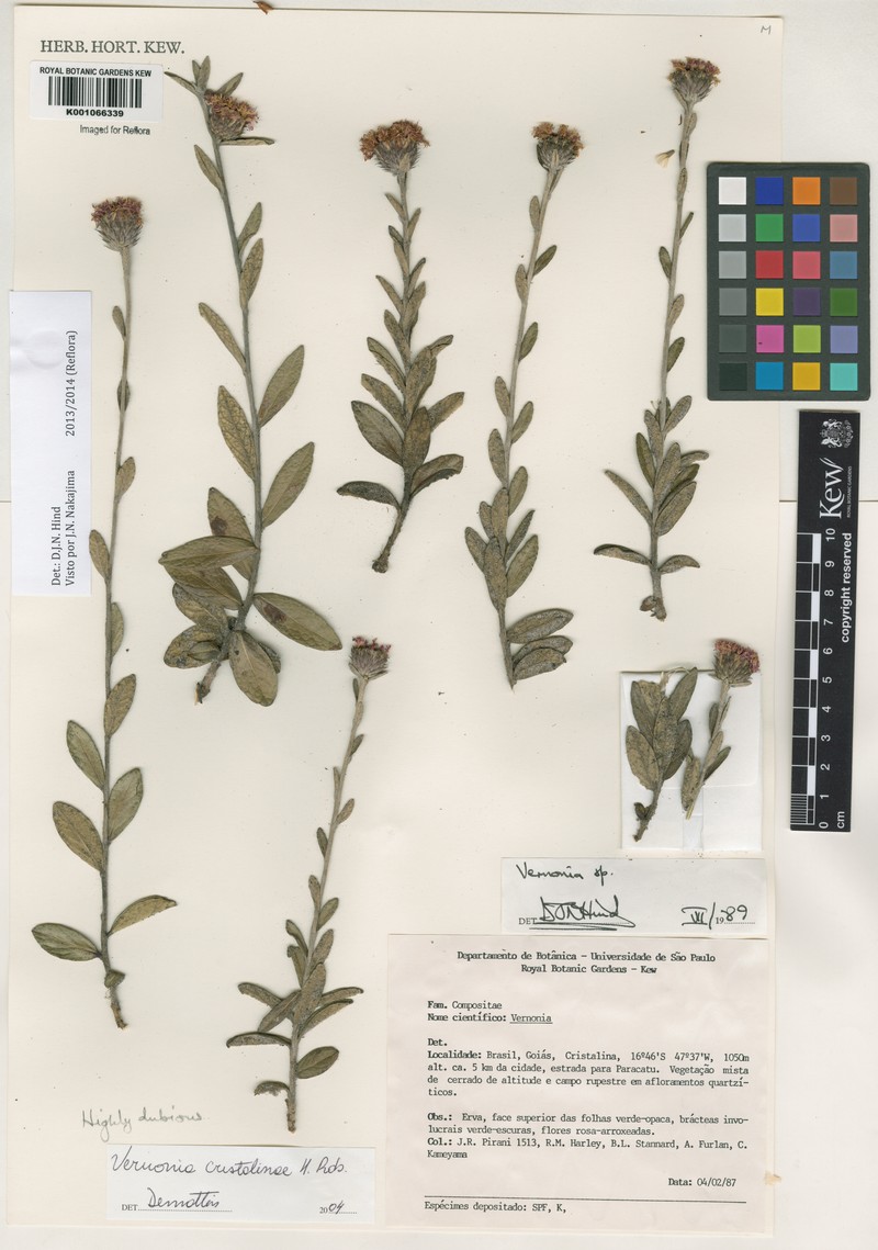 Lessingianthus cristalinae photo 2