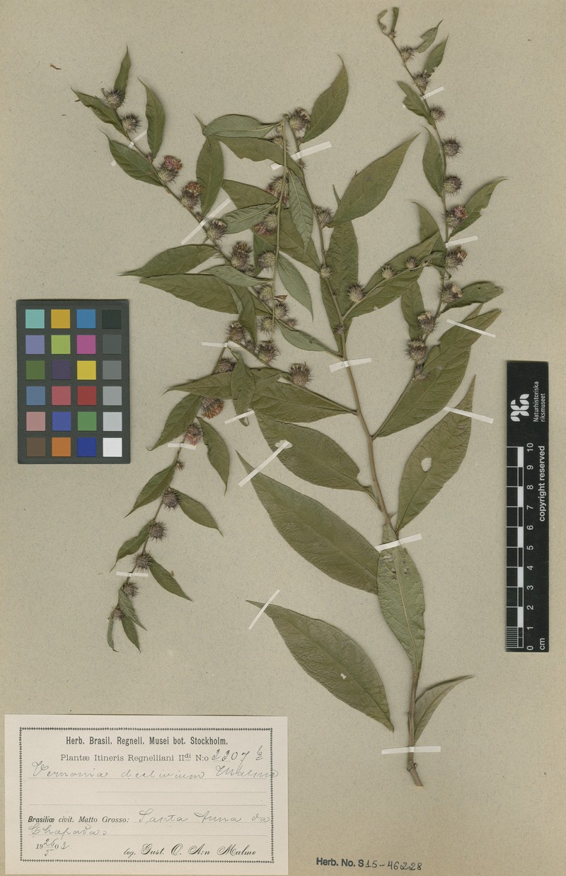 Lessingianthus declivium