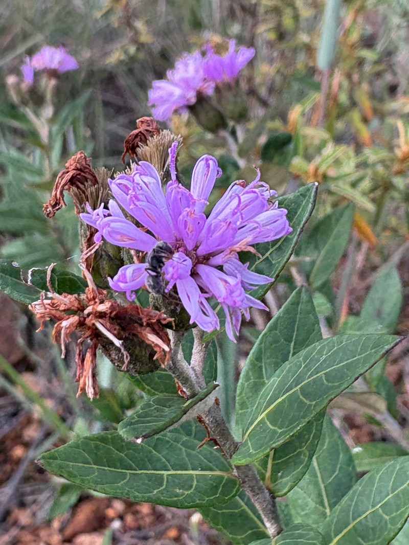 Lessingianthus dichrous