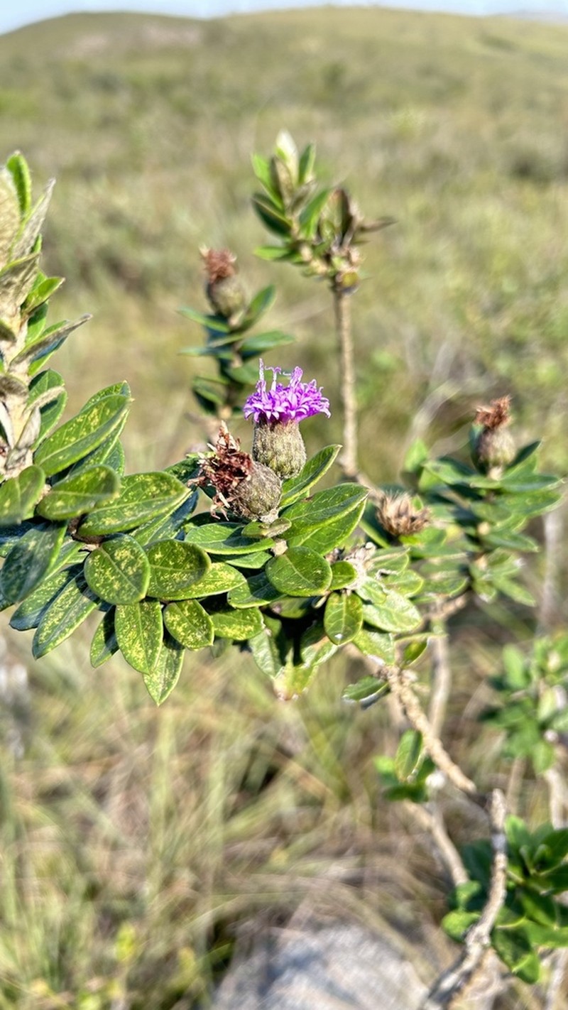Lessingianthus dichrous photo 2