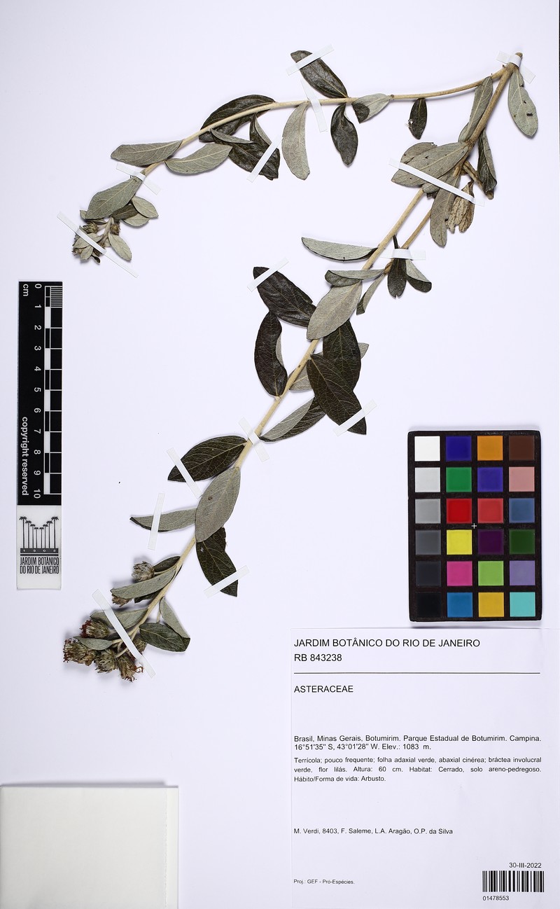 Lessingianthus dichrous photo 3
