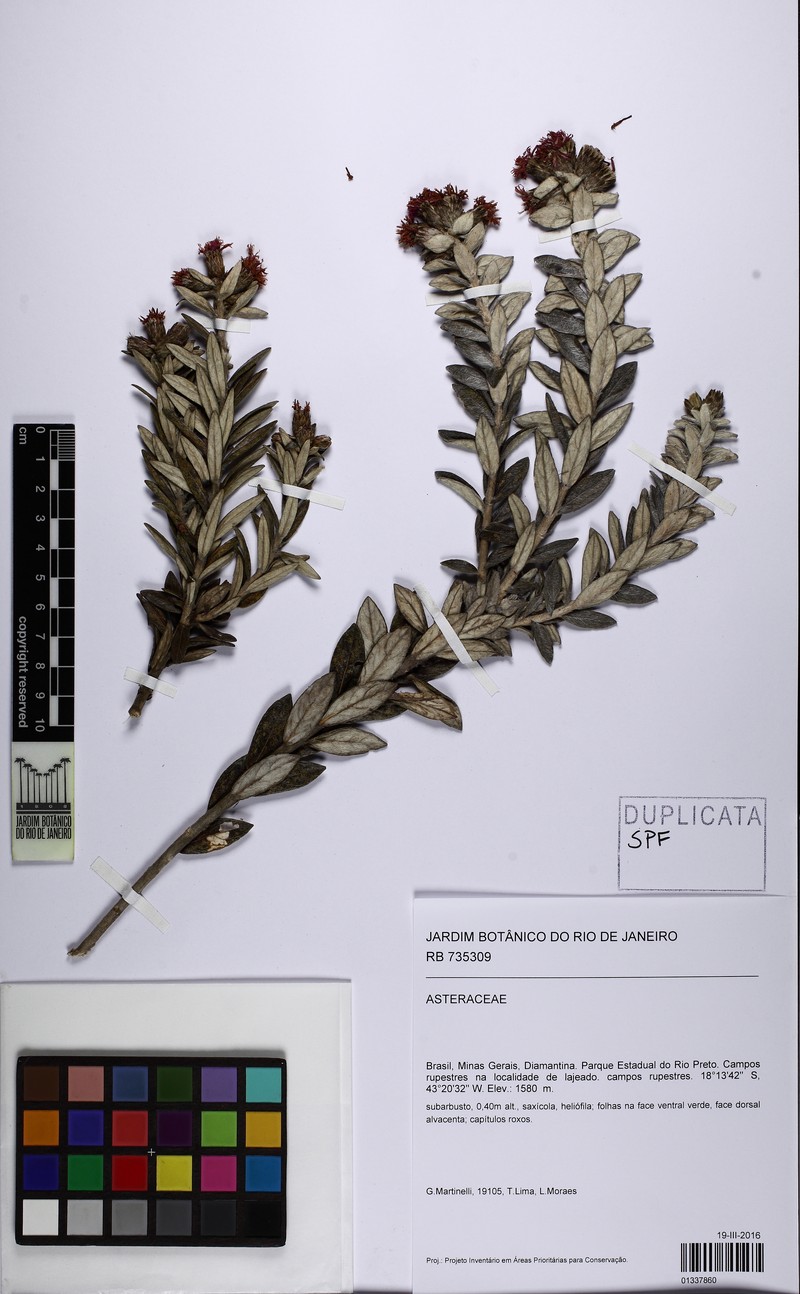 Lessingianthus dichrous photo 4