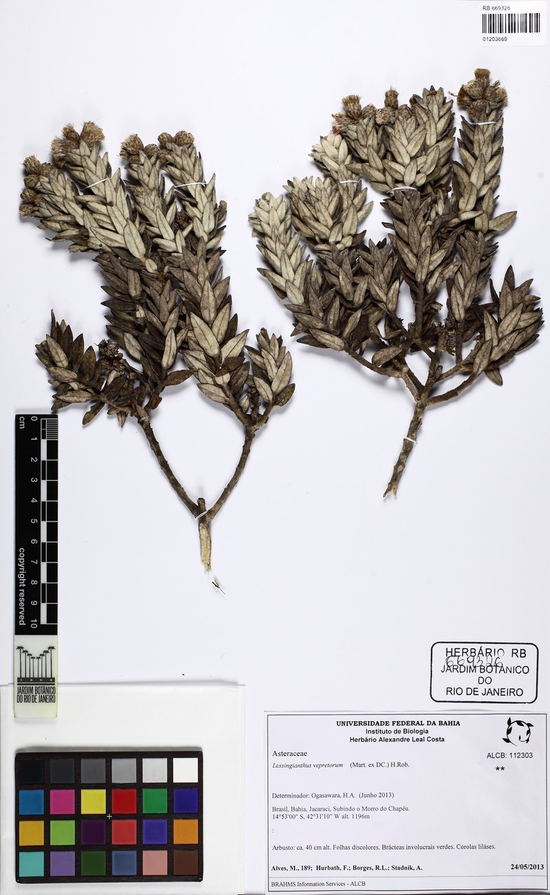 Lessingianthus dichrous photo 5