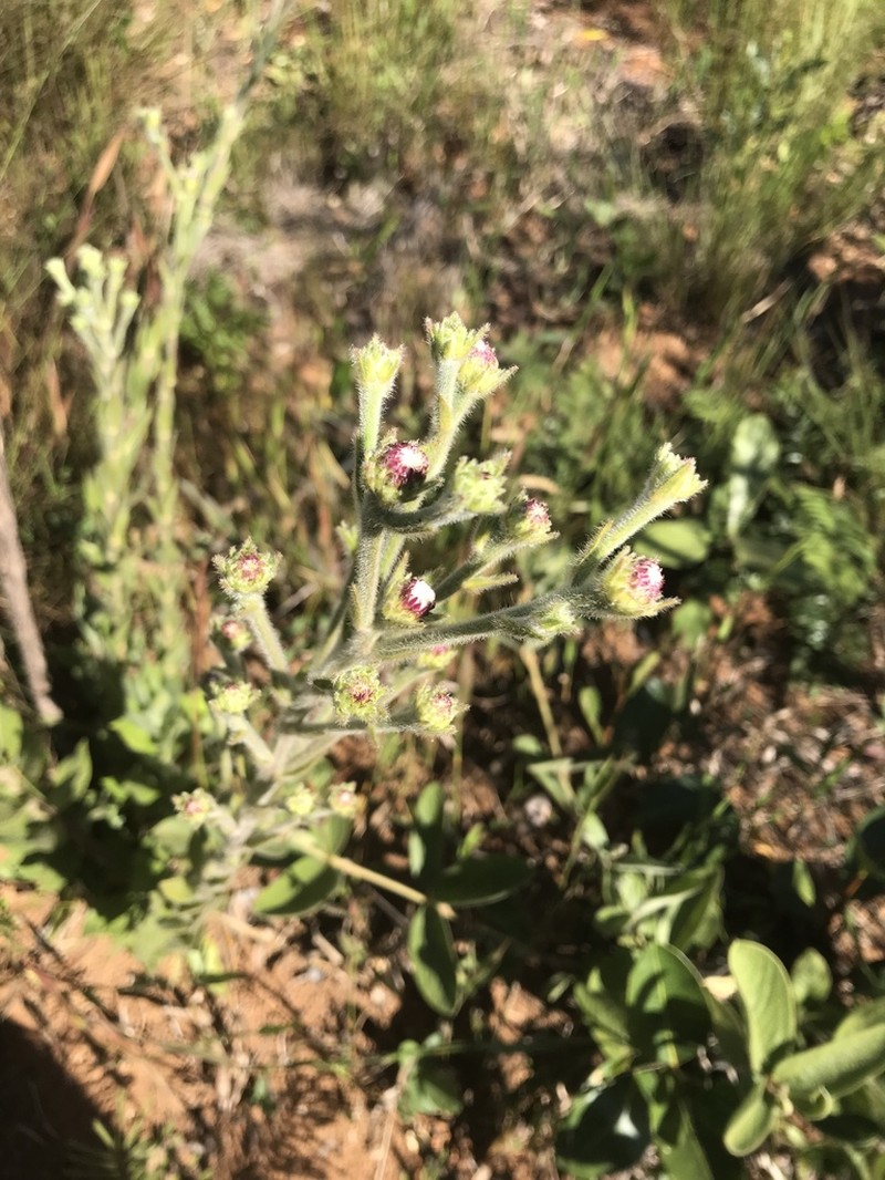 Lessingianthus durus