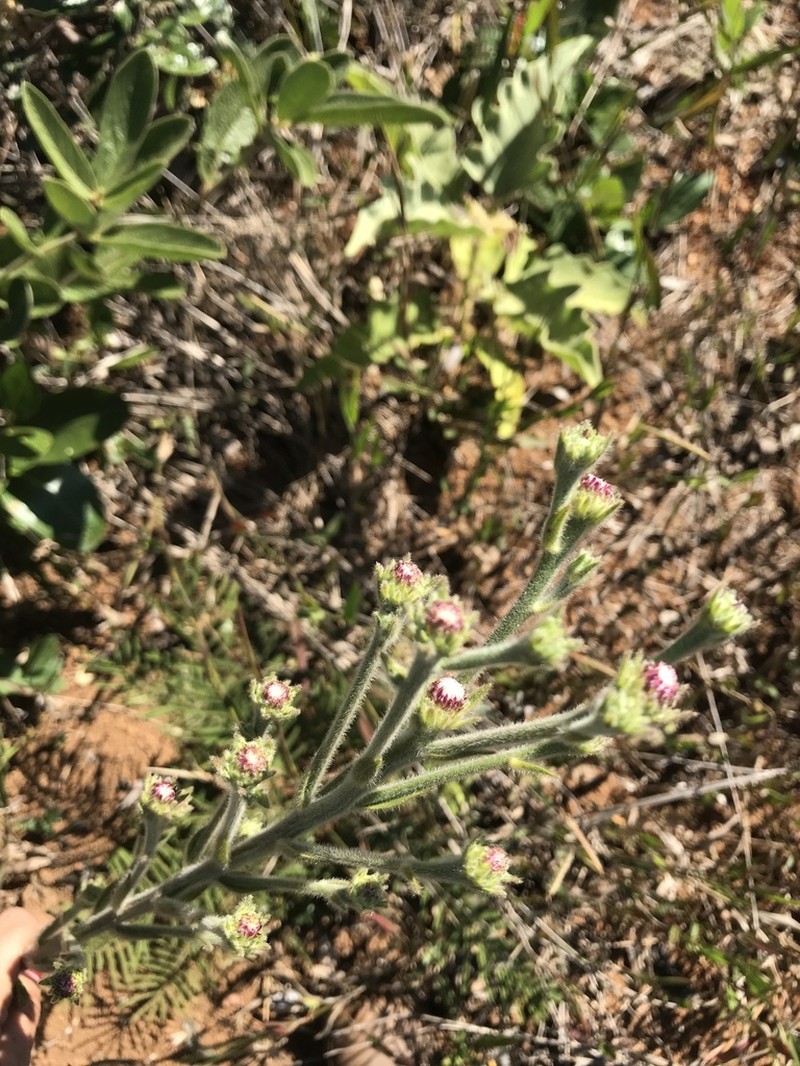 Lessingianthus durus photo 2
