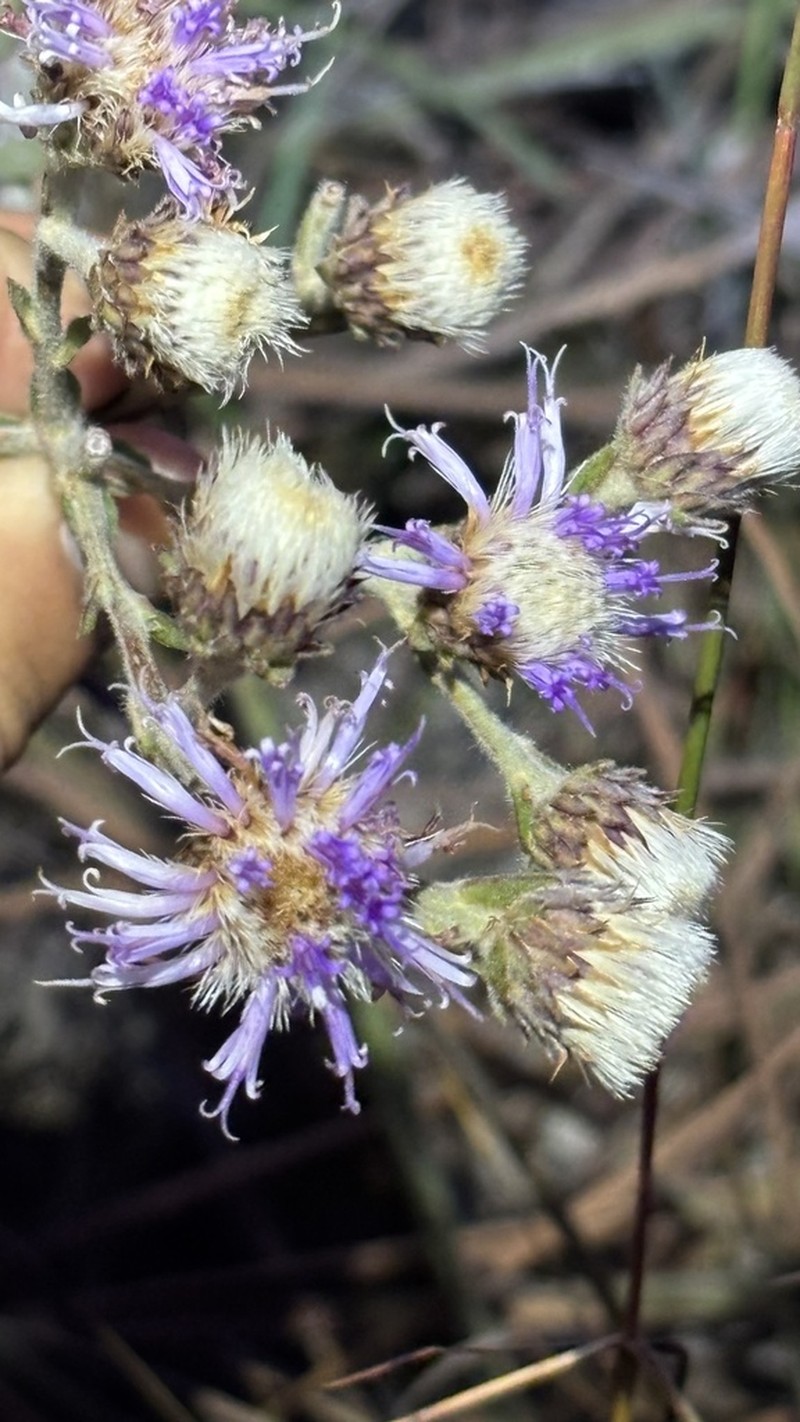 Lessingianthus durus photo 3