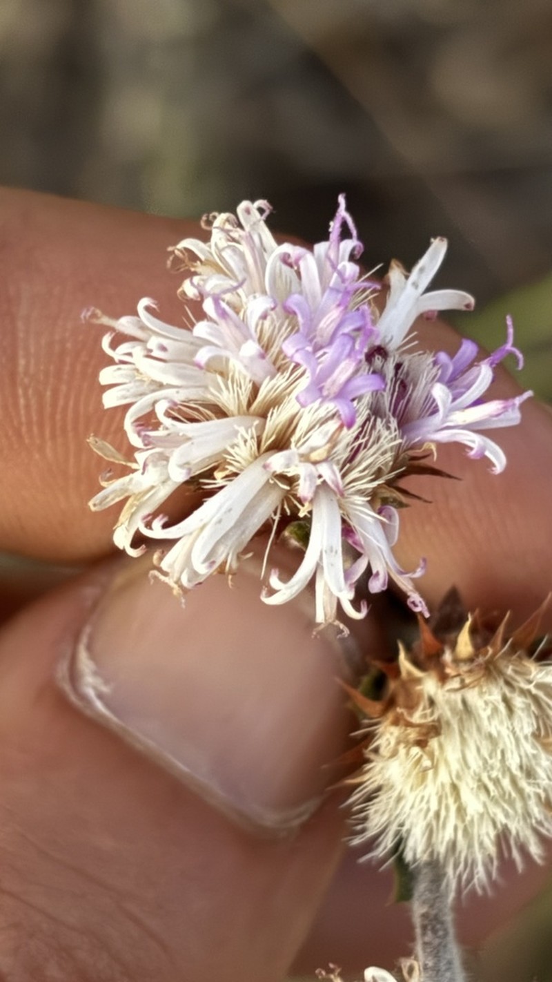 Lessingianthus durus photo 4
