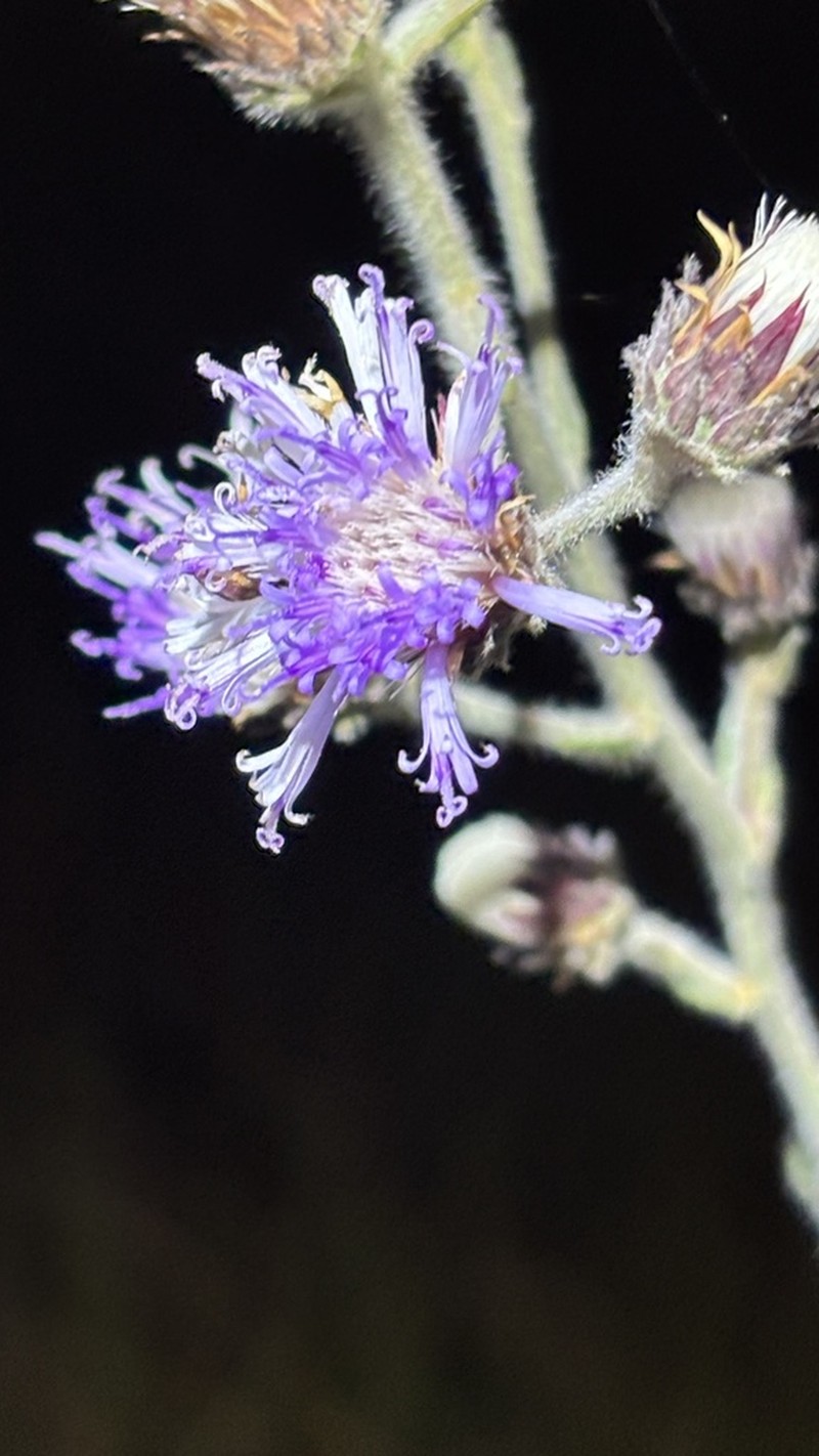 Lessingianthus durus photo 5