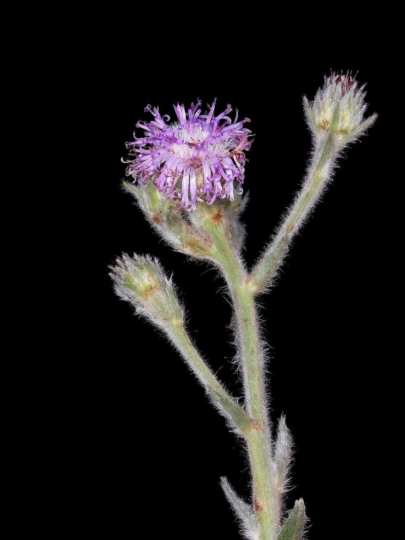 Lessingianthus durus photo 6