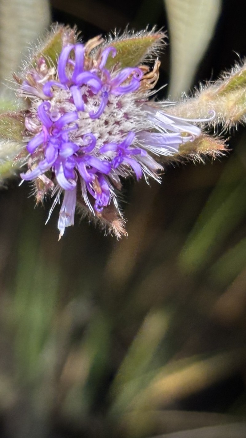 Lessingianthus durus photo 7
