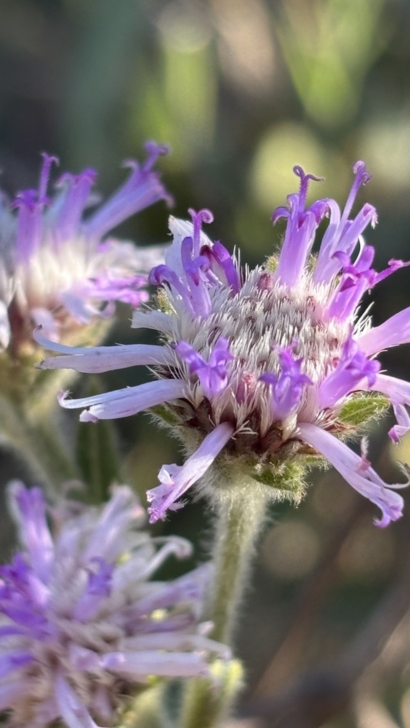 Lessingianthus durus photo 8