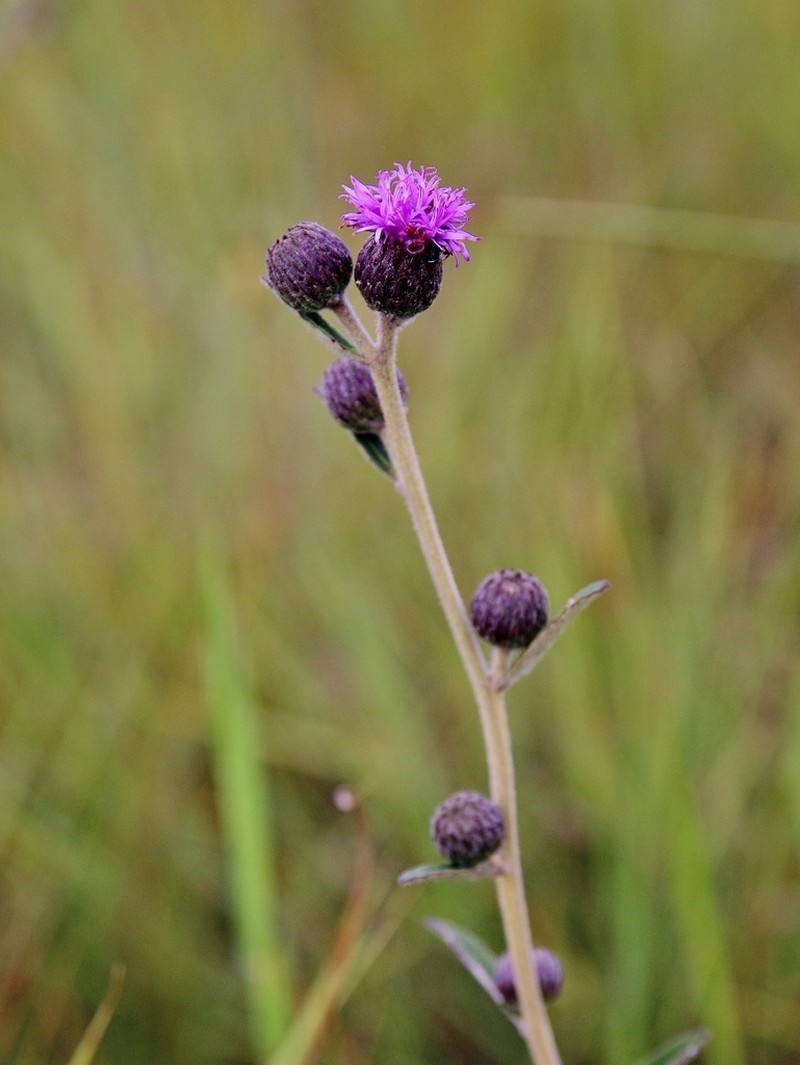 Lessingianthus eitenii