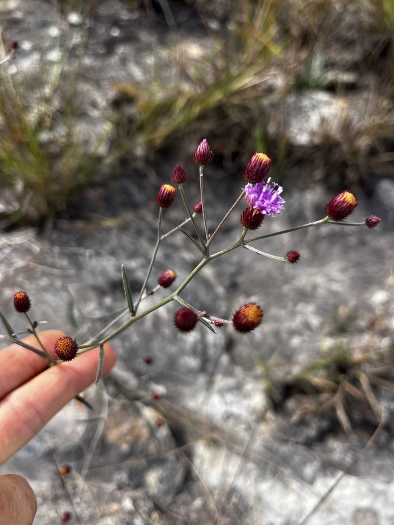 Lessingianthus eitenii photo 2