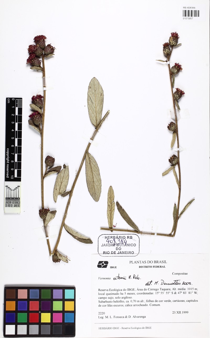 Lessingianthus eitenii photo 3
