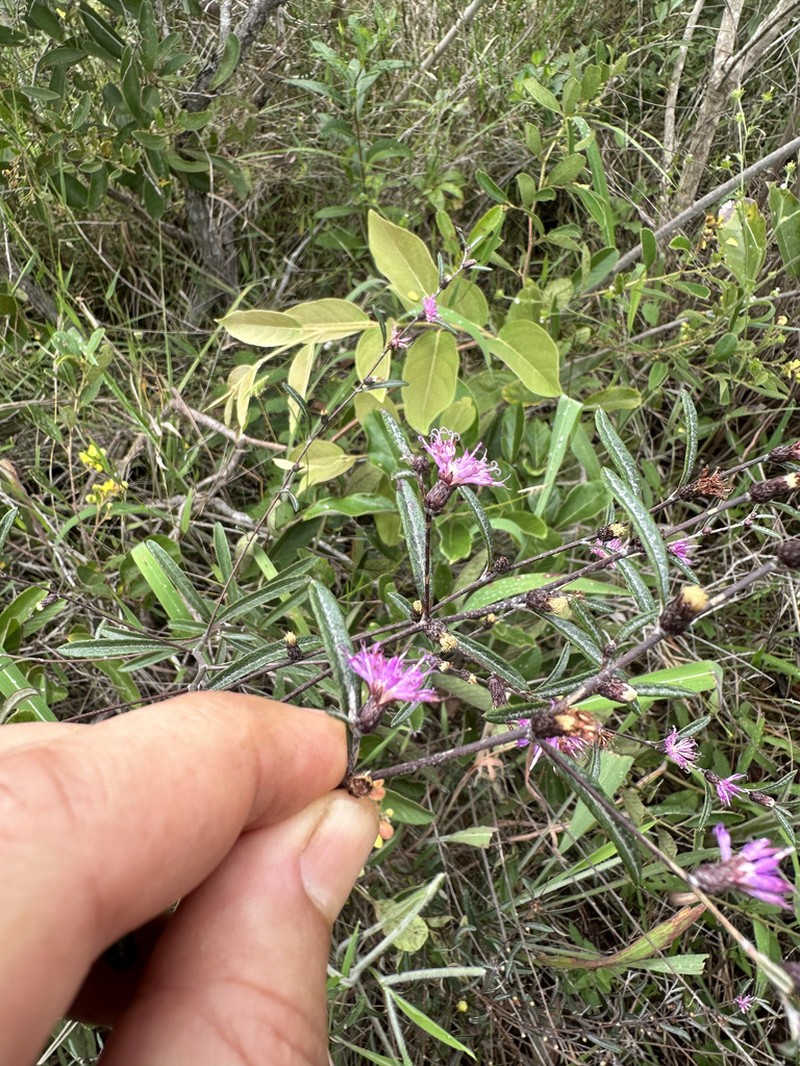 Lessingianthus elegans