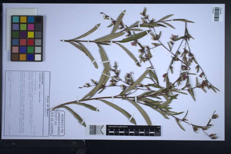Lessingianthus elegans photo 2